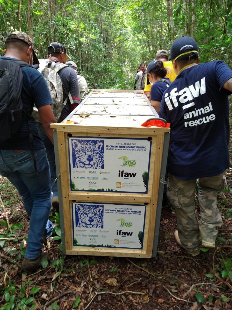 Liberan Jaguar en la Reserva de la Biosfera de Sian kaan