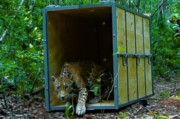 Liberan Jaguar en la Reserva de la Biosfera de Sian kaan