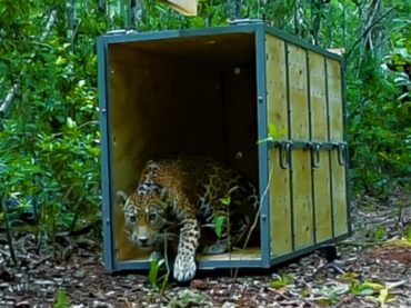 Liberan Jaguar en la Reserva de la Biosfera de Sian kaan