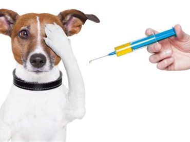 Vacunación Antirrábica gratuita Canina y Felina del 20 al 26 de Septiembre