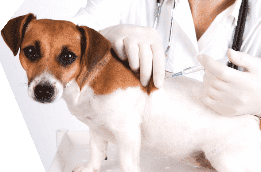 Vacunación Antirrábica gratuita Canina y Felina 
