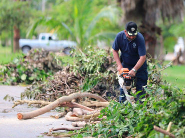 Se han retirado alrededor de 2,100 toneladas de material vegetal en Puerto Morelos: Laura Fernández