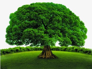 11 datos curiosos sobre los árboles