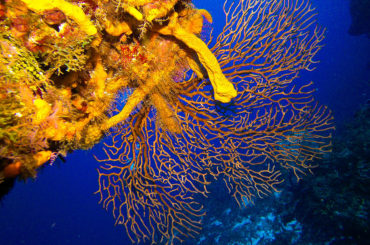 Corales de Cozumel no sufrieron daño por huracán Delta