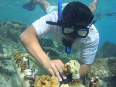 Quintana Roo es pionero mundial en la siembra de corales
