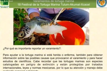 Quintana Roo promueve la conservación tortugas marinas