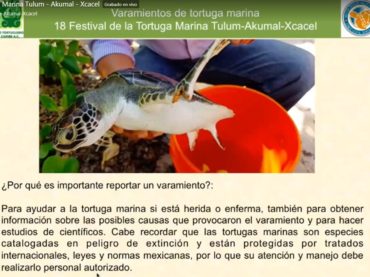 Quintana Roo promueve la conservación tortugas marinas