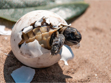 Xcacel-Xcacelito garantiza reproducción de tortugas marinas