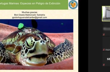 Tortugas marinas: centinelas del medio ambiente