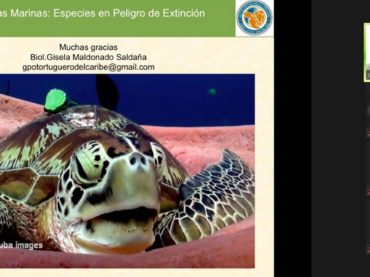 Tortugas marinas: centinelas del medio ambiente