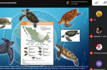 Tortuga Caretta caretta o caguama registra mayor anidación en Quintana Roo