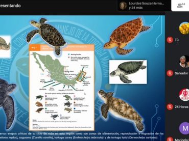 Tortuga Caretta caretta o caguama registra mayor anidación en Quintana Roo