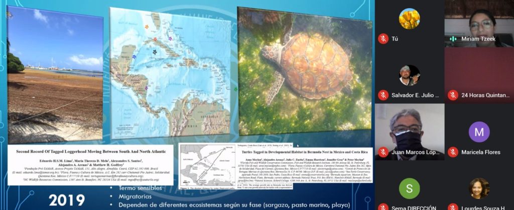 Tortuga Caretta caretta o caguama registra mayor anidación en Quintana Roo