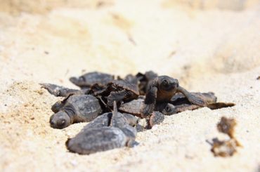 Contabilizan 4,232 nidos de tortugas en la actual temporada 2020 en Puerto Morelos