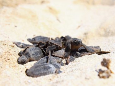 Contabilizan 4,232 nidos de tortugas en la actual temporada 2020 en Puerto Morelos