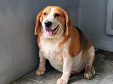 Cómo el sesgo de peso puede afectar a los perros y a sus dueños