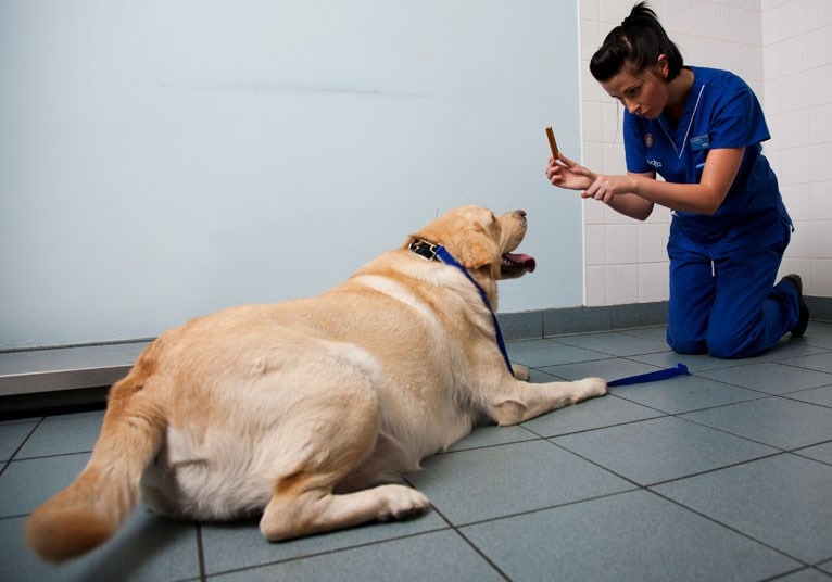 Cómo el sesgo de peso puede afectar a los perros y a sus dueños