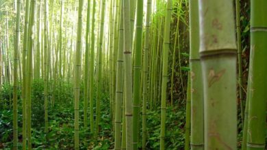 ¿Es la tela de bambú verdaderamente sustentable?