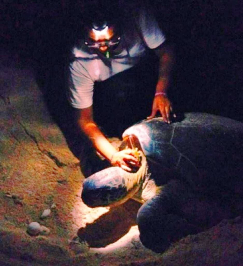 Ciclo de conferencias para la conservación de las Tortugas Marinas