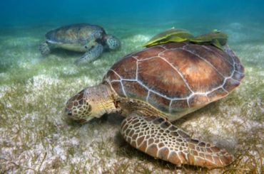 Quintana Roo impulsa la conservación de las tortugas marinas