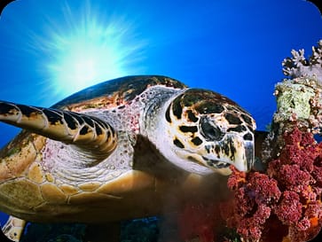 Quintana Roo impulsa la conservación de las tortugas marinas