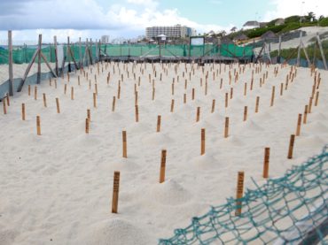 Registra 2020 mayor anidación de tortugas marinas en Cancún
