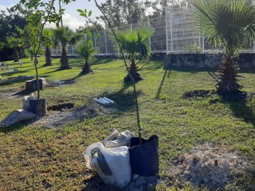 Da inicio la campaña de reforestación 1000 +1 árboles