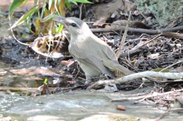 Cozumel usa tecnología para que la comunidad conozca las aves de la isla