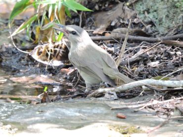 Cozumel usa tecnología para que la comunidad conozca las aves de la isla