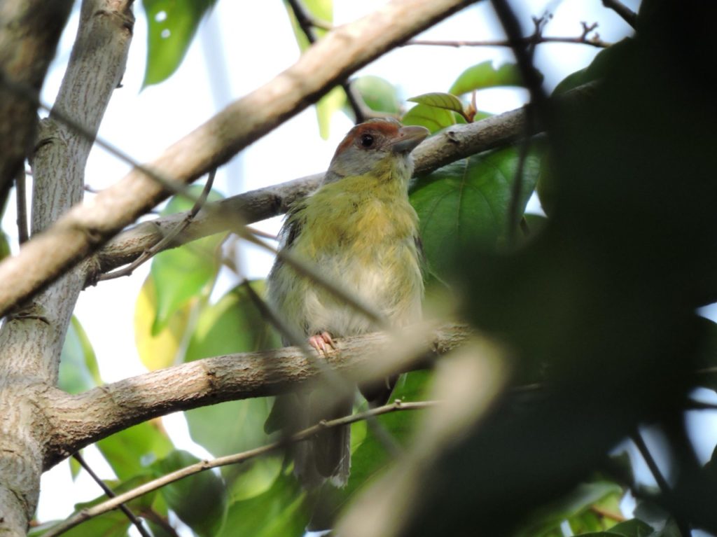 Cozumel usa tecnología para que la comunidad conozca las aves de la isla