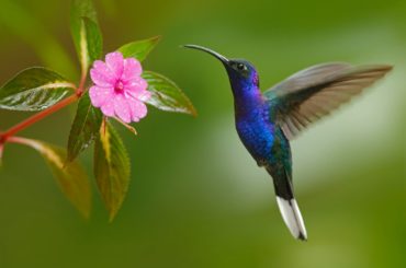 Los colibríes tienen la capacidad de ver más colores que los humanos