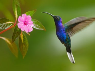 Los colibríes tienen la capacidad de ver más colores que los humanos