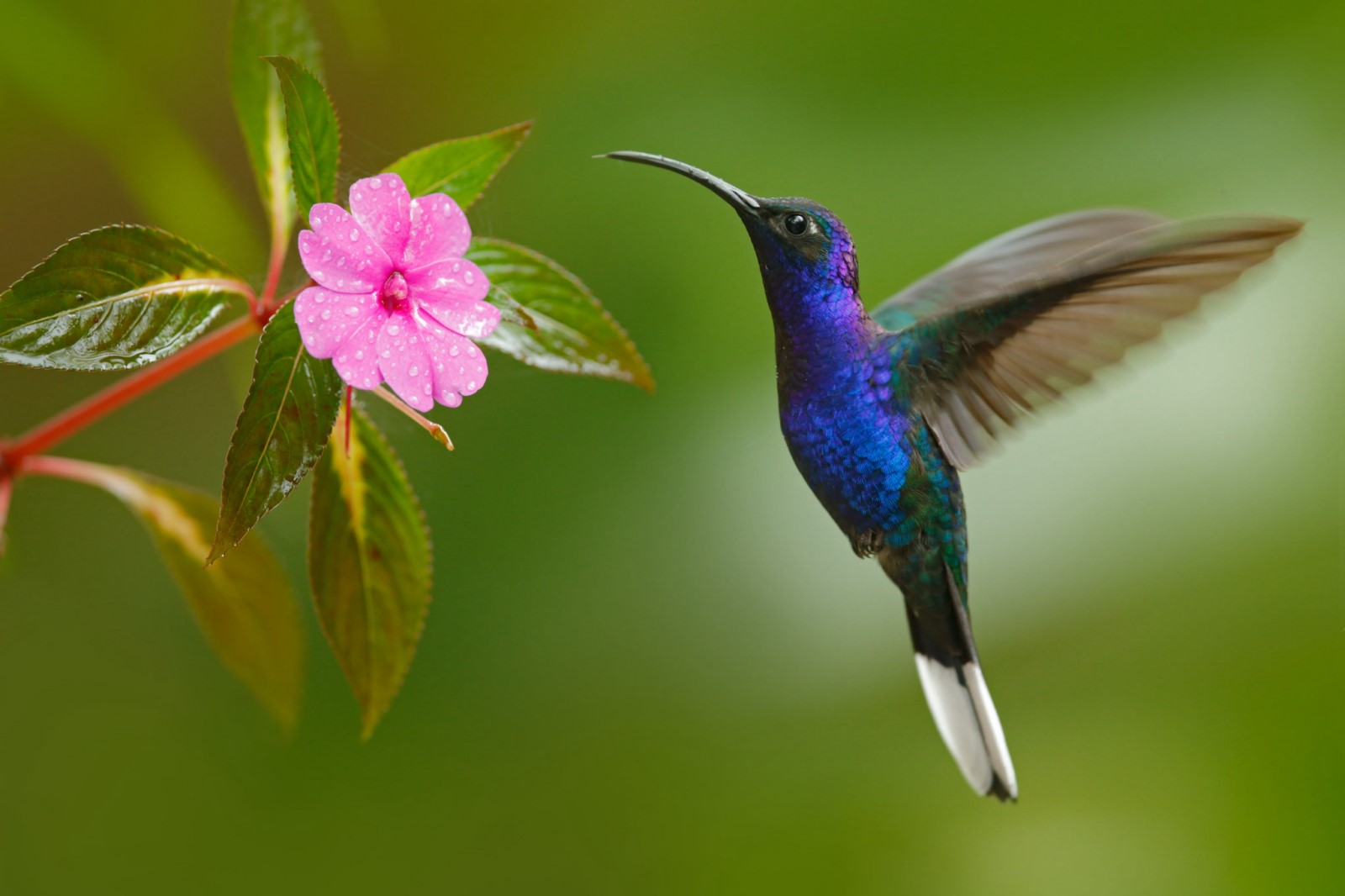 Los colibríes tienen la capacidad de ver más colores que los humanos -  Revista Gente Quintana Roo
