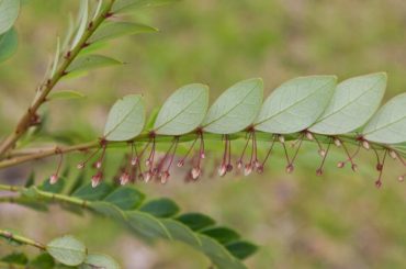 Plantas que succionan metales del suelo se pueden cultivar para hacer nuestra tecnología