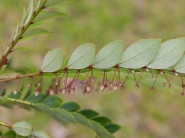 Plantas que succionan metales del suelo se pueden cultivar para hacer nuestra tecnología