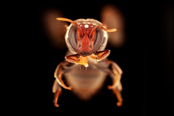 Especie de abeja Merglossa gemmata, una de las cuatro que ahora se sabe que se alimentan después del atardecer en Australia. Los investigadores vieron a la abeja, en su mayoría negra, en las flores de una planta de corteza de papel que lloraba. Crédito: Universidad James Dorey Flinders 