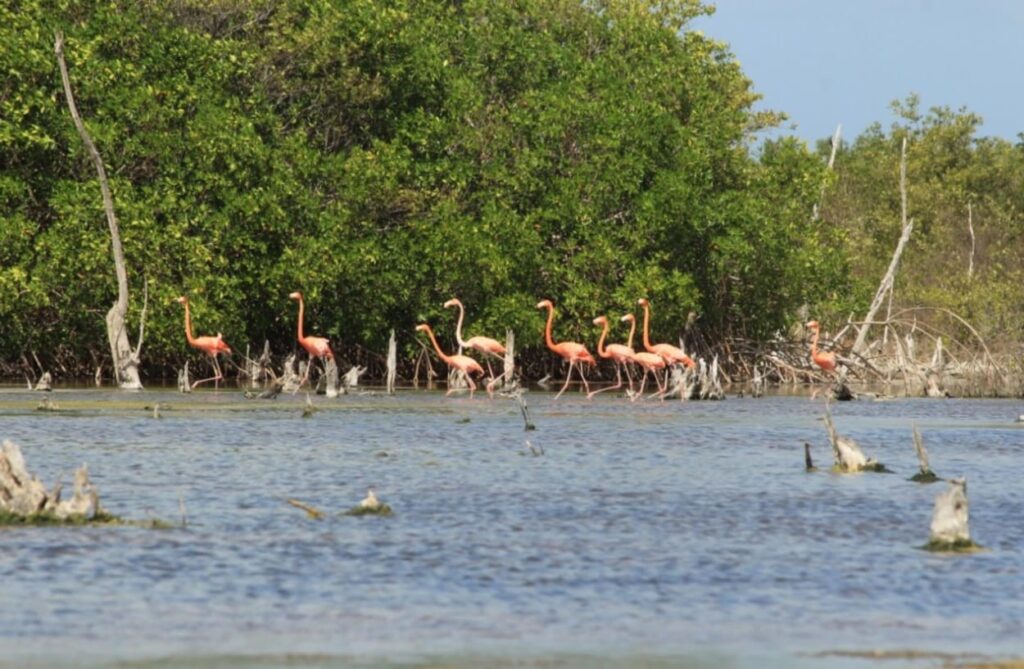 Cozumel registra aumento en la presencia de flamencos en Punta Sur