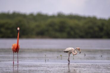 Cozumel registra aumento en la presencia de flamencos en Punta Sur