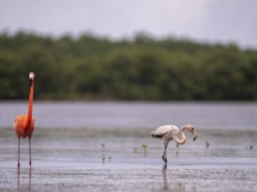 Cozumel registra aumento en la presencia de flamencos en Punta Sur