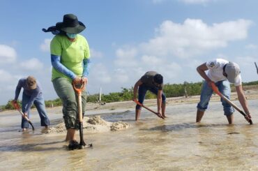 Cozumel: inician prácticas de campo en la restauración del ecosistema de manglar