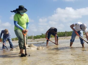 Cozumel: inician prácticas de campo en la restauración del ecosistema de manglar