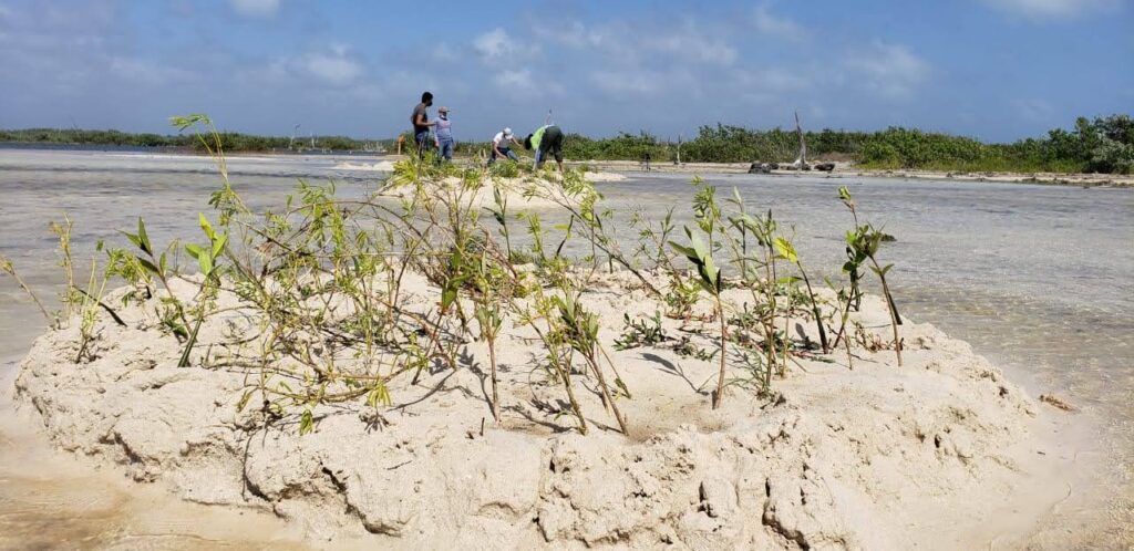 Cozumel: inician prácticas de campo en la restauración del ecosistema de manglar
