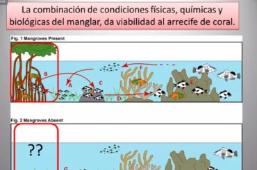 Jornadas Ambientales de Capacitación “Reconecta con la Naturaleza”