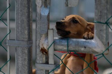 Realiza Cancún segunda campaña de adopción canina