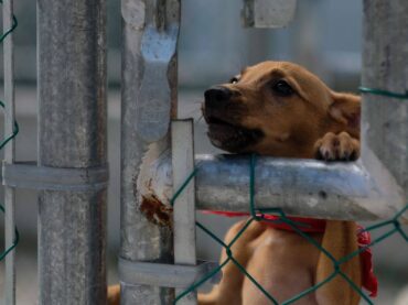 Realiza Cancún segunda campaña de adopción canina