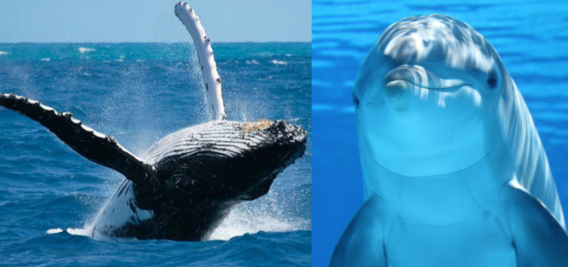 Las ballenas y los delfines pueden resistir el cáncer y su ADN revela por qué