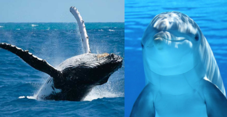 Las ballenas y los delfines pueden resistir el cáncer y su ADN revela por qué