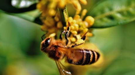 Se vieron abejas australianas buscando comida en el crepúsculo por primera vez