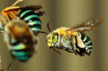 Se vieron abejas australianas buscando comida en el crepúsculo por primera vez