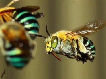 Se vieron abejas australianas buscando comida en el crepúsculo por primera vez